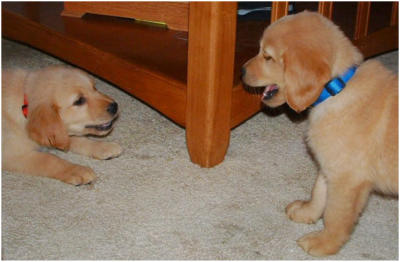 Golden Retriever Littermate Puppies Wilson and Ginger