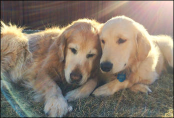 Puppy Jake and Old Ginger Playing in Yard