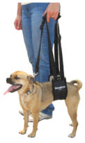 Small Female GingerLead Dog Support & Rehabilitation Harness